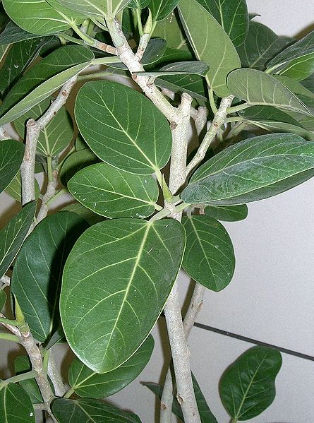 File:Ficus benghalensis2.jpg