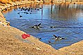 Fighting coots (5434585486).jpg