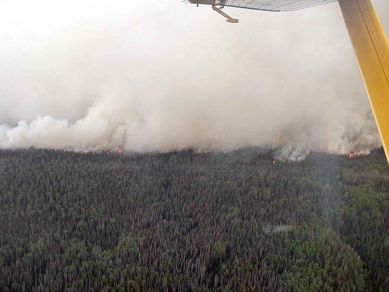 File:Fires in forest.jpg