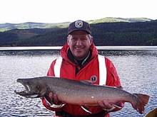 Fisherman with a big bull trout Fisherman caught bull trout fish salvelinus confluentus.jpg