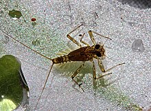 Flatheaded mayfly, Epeorus fragilis (8830152840).jpg