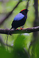 Flickr - Rainbirder - Long-tailed Manakin (Chiroxiphia linearis).jpg