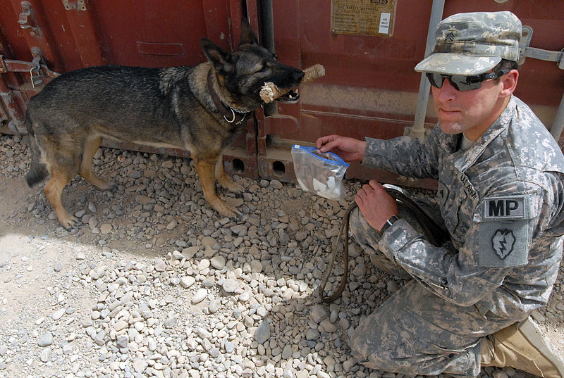 File:Flickr - The U.S. Army - Military working dog- Capka.jpg