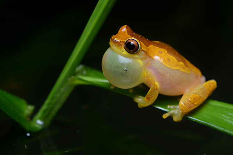 File:Flickr - ggallice - Calling hourglass treefrog.jpg