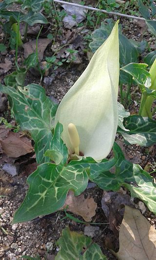 <i>Arum italicum</i> Species of flowering plant in the family Araceae