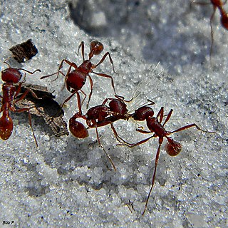 <span class="mw-page-title-main">Harvester ant</span> Common name for several different ants