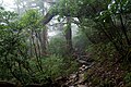 尾之間歩道の森