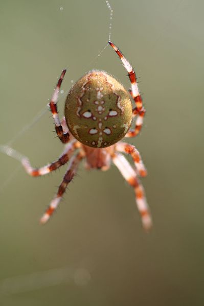 File:Four Spot Orb Weaver (2818483202).jpg