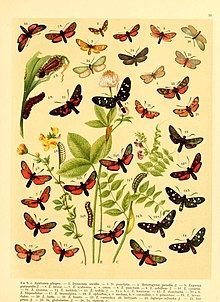 Fr. Berge's Schmetterlingsbuch nach dem gegenwartigen Stande der Lepidopterologie neu bearb. und hrsg. von Professor Dr. H. Rebel (Plate 50) (6058533745).jpg
