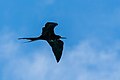 * Nomination Great frigatebird (Fregata minor), Baltra island, Galapagos islands, Ecuador --Poco a poco 09:33, 28 February 2016 (UTC) * Promotion  Support QI for me. --C messier 21:34, 29 February 2016 (UTC)