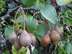 Fruits de Poirier à feuilles en cœur.