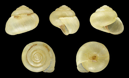 Fruticicola fruticum (Unicoloured form)