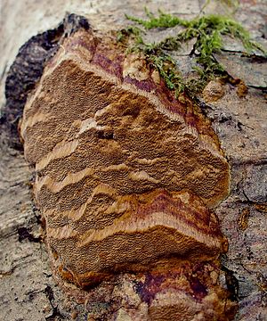 Rusty brown fire sponge (Fuscoporia ferruginosa)