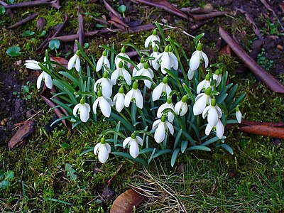 Galanthus nivalis