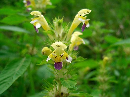 Galeopsis speciosa (Zellwald)