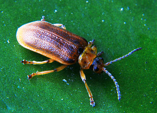 <i>Galerucella nymphaeae</i> Species of beetle