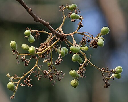 Tập_tin:Garuga_pinnata_(Kakad)_in_Kinnarsani_WS,_AP_W_IMG_5733.jpg