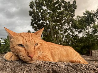 Domesticación: Los orígenes, Descripción general, Caracterización