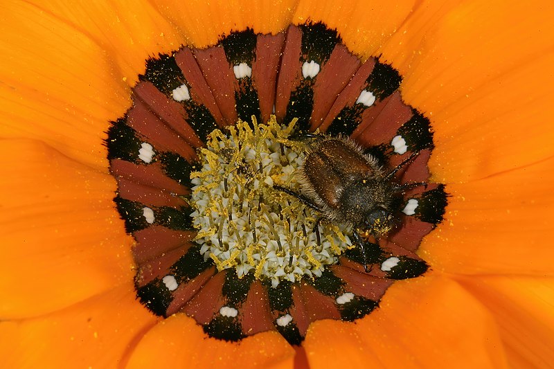 File:Gazania pectinata 1DS-II 3-9089.jpg