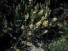 Vinge-Visse (Genista sagittalis) kan bruges som stenbedsplante.