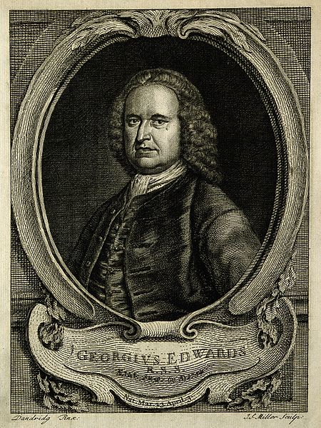 File:George Edwards. Line engraving by J. S. Miller, 1754, after Wellcome V0001738.jpg