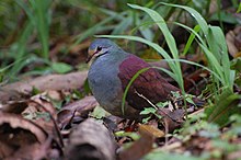 Zentrygon costaricensis — Коста-риканский земляной голубь Панама, Коста-Рика