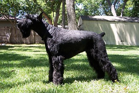 GiantSchnauzer.jpg