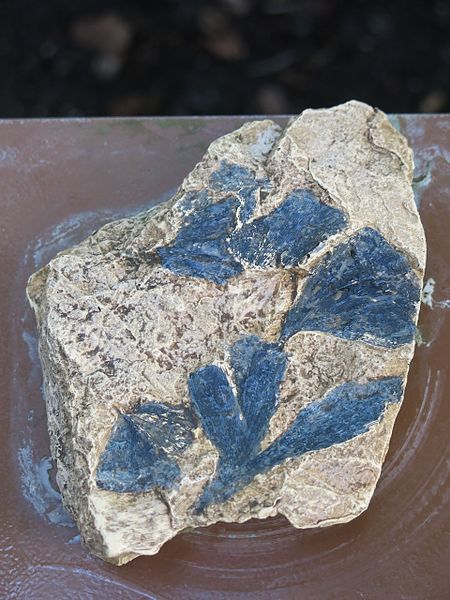 File:Ginkgo digitata (Jardin des Plantes de Paris) - Fossil.jpg