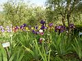 Giardino dell'Iris in Florence, Italy