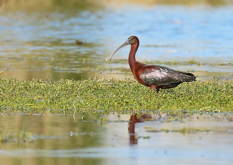 File:Glossy Ibis (Plegadis falcinellus) (41673291512).jpg