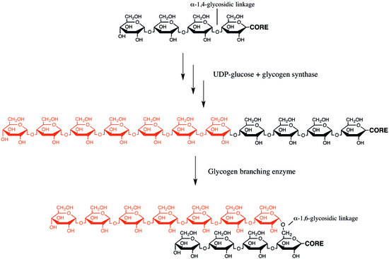 Scheme demonstrating the function of glycogen branching enzyme Glycogen Branching Enzyme Scheme.tif