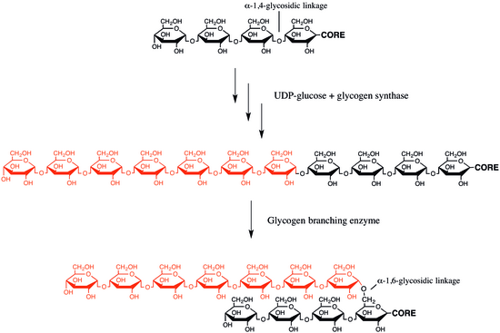 glucose or glycogen Scheme demonstrating the glycogen function of enzyme branching