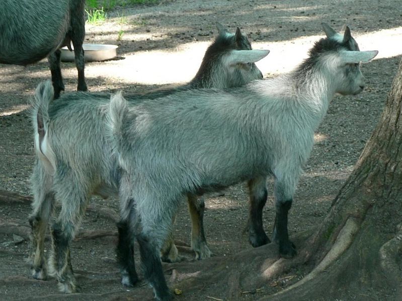 File:Goat kids.jpg