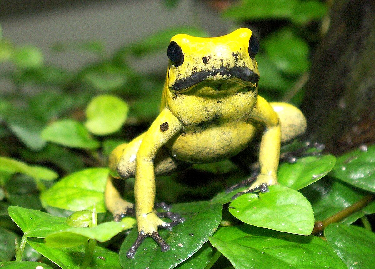 Phyllobates terribilis — Wikipédia