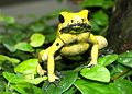 Goldener Giftfrosch (Phyllobates terribilis)