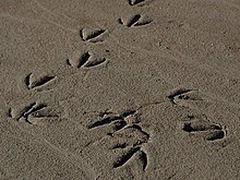 Bird footprints typically have a wider angle between the toes. These goose tracks show that webs do not necessarily leave an impression. Goosed.jpg