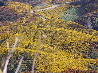 Gorse in New Zealand