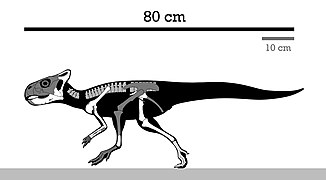 Skeleton reconstruction of Graciliceratops