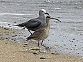 Gray Gull and Hudsonian Whimbrel, La Laguna, Chile RWD.jpg