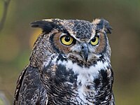 Owl, Great Horned Bubo virginianus