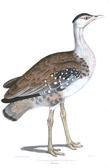 Great Indian bustard GreatIndianBustardHardwicke.jpg