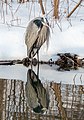 * Nomination Great blue heron in the Central Park Loch --Rhododendrites 01:19, 29 March 2021 (UTC) * Promotion  Support Good quality. Lovely reflection. --Tagooty 03:21, 29 March 2021 (UTC)