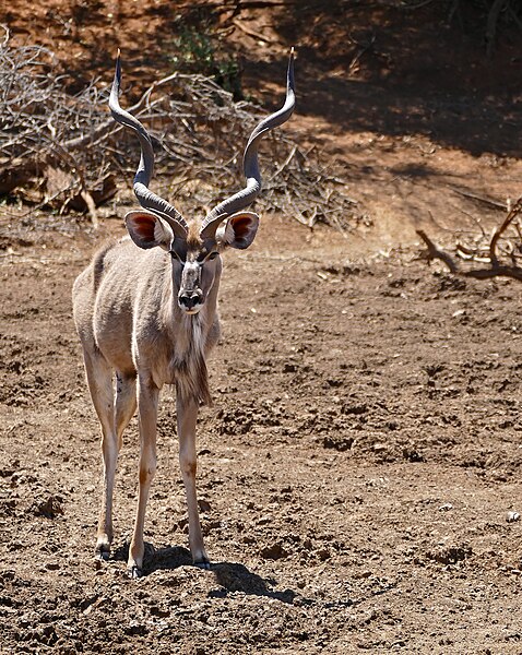 File:Greater Kudu (Tragelaphus strepsiceros) male coming to drink ...  (50217622507).jpg - Wikimedia Commons
