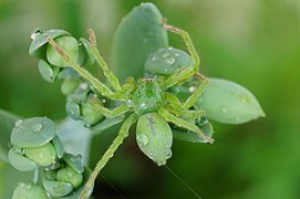 Grøn huntsman spider.jpg