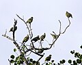 Green pigeon group Q0S0212 - Lip Kee.jpg