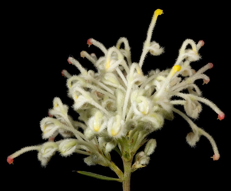 Grevillea piluliferaï¼15248752099ï¼.jpg