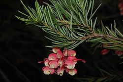 Grevillea rosmarinifolia Fagg.jpg