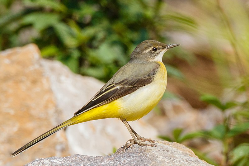 File:Grey Wagtail Motacilla cinerea, Nepal 19 cm.jpg