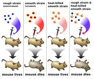 In Griffith's experiment, mice are injected with dead bacteria of one strain and live bacteria of another, and develop an infection of the dead strain's type. Griffith experiment.svg