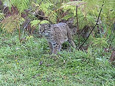 Kodkod (Leopardus guigna)